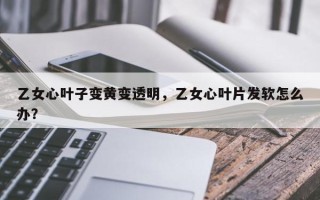 乙女心叶子变黄变透明，乙女心叶片发软怎么办？