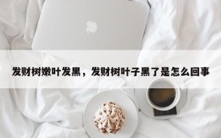 发财树嫩叶发黑，发财树叶子黑了是怎么回事