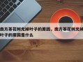 南方茶花树光掉叶子的原因，南方茶花树光掉叶子的原因是什么
