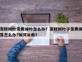 发财树叶发黄掉叶怎么办？发财树叶子发黄掉落怎么办?如何补救？