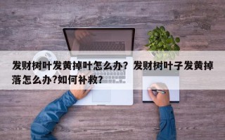 发财树叶发黄掉叶怎么办？发财树叶子发黄掉落怎么办?如何补救？