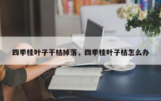 四季桂叶子干枯掉落，四季桂叶子枯怎么办