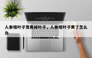 人参榕叶子发黄掉叶子，人参榕叶子黄了怎么办