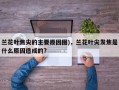 兰花叶焦尖的主要原因图)，兰花叶尖发焦是什么原因造成的?