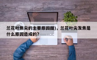 兰花叶焦尖的主要原因图)，兰花叶尖发焦是什么原因造成的?