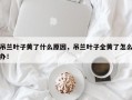 吊兰叶子黄了什么原因，吊兰叶子全黄了怎么办！
