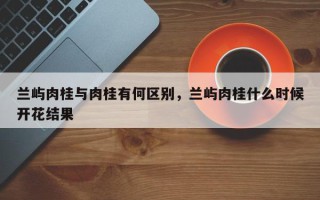 兰屿肉桂与肉桂有何区别，兰屿肉桂什么时候开花结果