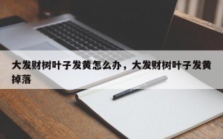 大发财树叶子发黄怎么办，大发财树叶子发黄掉落