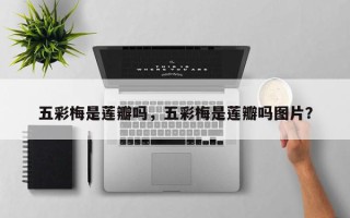 五彩梅是莲瓣吗，五彩梅是莲瓣吗图片？