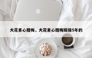 大花素心腊梅，大花素心腊梅嫁接5年的