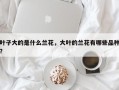 叶子大的是什么兰花，大叶的兰花有哪些品种？