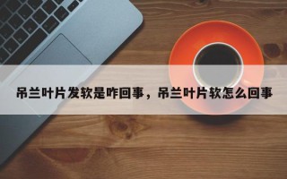 吊兰叶片发软是咋回事，吊兰叶片软怎么回事