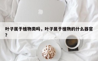叶子属于植物类吗，叶子属于植物的什么器官？