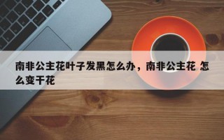 南非公主花叶子发黑怎么办，南非公主花 怎么变干花