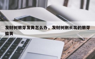 发财树嫩芽发黄怎么办，发财树刚长出的嫩芽偏黄