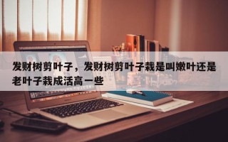 发财树剪叶子，发财树剪叶子栽是叫嫩叶还是老叶子栽成活高一些
