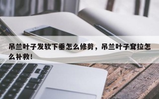 吊兰叶子发软下垂怎么修剪，吊兰叶子耷拉怎么补救！