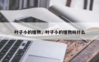 叶子小的植物，叶子小的植物叫什么