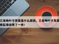 三角梅叶子发黑是什么原因，三角梅叶子发黑卷起像烧焦了一样！