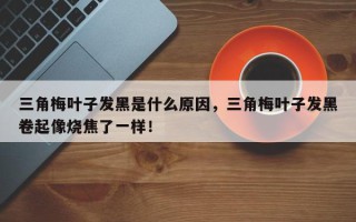 三角梅叶子发黑是什么原因，三角梅叶子发黑卷起像烧焦了一样！
