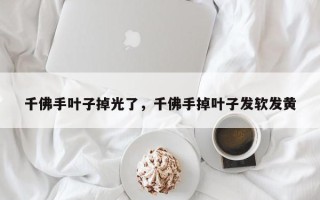 千佛手叶子掉光了，千佛手掉叶子发软发黄