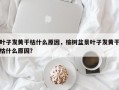 叶子发黄干枯什么原因，榆树盆景叶子发黄干枯什么原因？