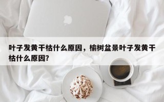 叶子发黄干枯什么原因，榆树盆景叶子发黄干枯什么原因？