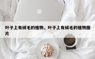 叶子上有绒毛的植物，叶子上有绒毛的植物图片