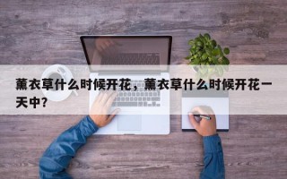 薰衣草什么时候开花，薰衣草什么时候开花一天中？