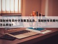 发财树冬天叶子发黄怎么办，发财树冬天黄叶怎么救治？