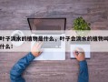 叶子滴水的植物是什么，叶子会滴水的植物叫什么！