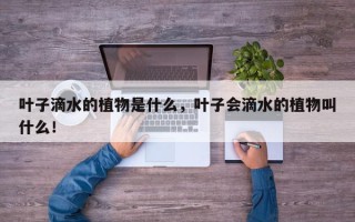 叶子滴水的植物是什么，叶子会滴水的植物叫什么！