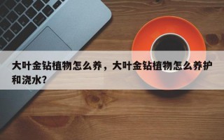 大叶金钻植物怎么养，大叶金钻植物怎么养护和浇水？