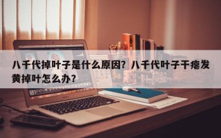 八千代掉叶子是什么原因？八千代叶子干瘪发黄掉叶怎么办？