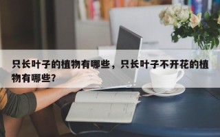 只长叶子的植物有哪些，只长叶子不开花的植物有哪些？
