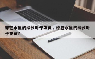 养在水里的绿萝叶子发黄，种在水里的绿萝叶子发黄？