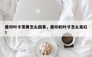 唐印叶子发黄怎么回事，唐印的叶子怎么变红？