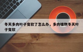 冬天多肉叶子变软了怎么办，多肉植物冬天叶子变软