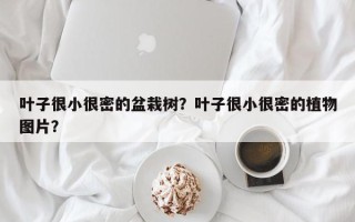 叶子很小很密的盆栽树？叶子很小很密的植物图片？