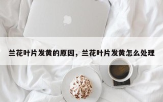 兰花叶片发黄的原因，兰花叶片发黄怎么处理