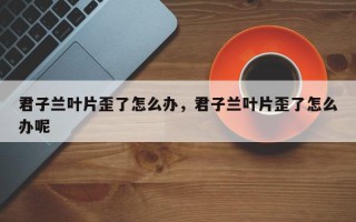 君子兰叶片歪了怎么办，君子兰叶片歪了怎么办呢