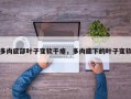 多肉底部叶子变软干瘪，多肉底下的叶子变软