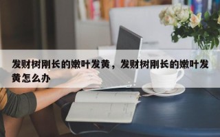 发财树刚长的嫩叶发黄，发财树刚长的嫩叶发黄怎么办