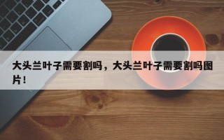 大头兰叶子需要割吗，大头兰叶子需要割吗图片！