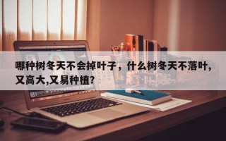 哪种树冬天不会掉叶子，什么树冬天不落叶,又高大,又易种植？