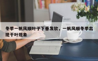 冬季一帆风顺叶子下垂发软，一帆风顺冬季出现干叶现象