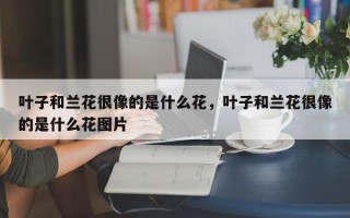 叶子和兰花很像的是什么花，叶子和兰花很像的是什么花图片