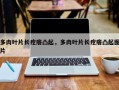 多肉叶片长疙瘩凸起，多肉叶片长疙瘩凸起图片