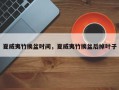 夏威夷竹换盆时间，夏威夷竹换盆后掉叶子