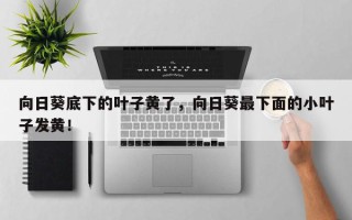 向日葵底下的叶子黄了，向日葵最下面的小叶子发黄！
